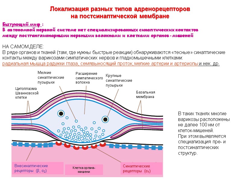 Бытующий миф :  В автономной нервной системе нет специализированных синаптических контактов  между